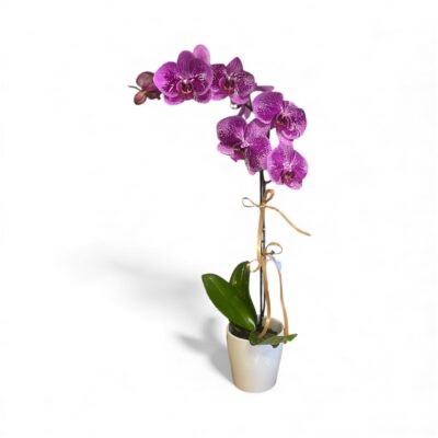 Orchid Plant